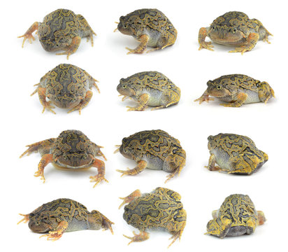 collection frog on white background