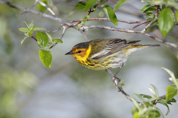 Male Cape May Warbler
