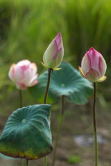 Lotus flower