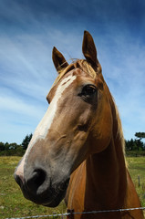 Obraz premium close-up portrait of horse