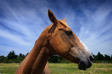 Obraz premium close-up portrait of horse
