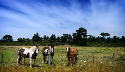 Horses on a field at horse farm. 