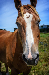 close-up portrait of horse
