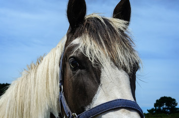 close-up portrait of horse
