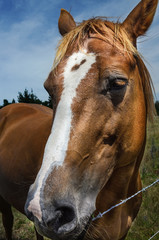 Fototapeta premium close-up portrait of horse