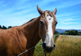 Obraz premium close-up portrait of horse