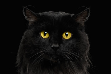 Close-up Black Cat with Yellow Eyes