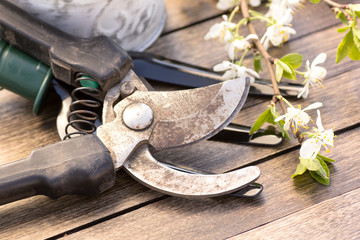 Garden shears on wooden desktop