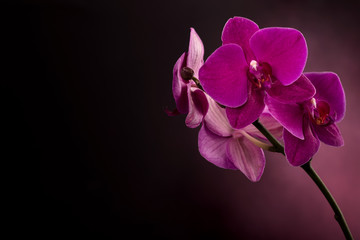 Fototapeta na wymiar Magenta blossom phalaenopsis at right side of dark