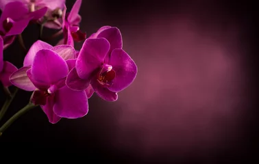 Tissu par mètre Orchidée Phalaenopsis in dark blurred background
