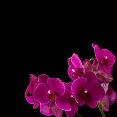 Fototapeta na wymiar Phalaenopsis on dark background
