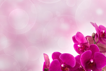 Fototapeta na wymiar Phalaenopsis on light pink background