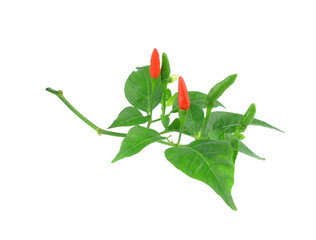 chilli on tree on white background