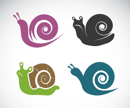 Vector image of a snail on white background