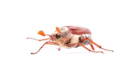 Chafer bug isolated
