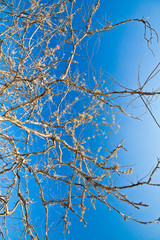 Naked tree branches against beautiful blue sky