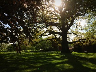 Obraz premium Alte Eiche am Klosterseehof
