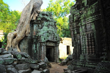 Fototapeta na wymiar Angkor Ta Prohm Temple of Cambodia