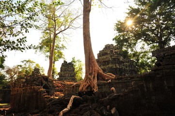 Fototapeta premium Angkor Ta Prohm Temple of Cambodia