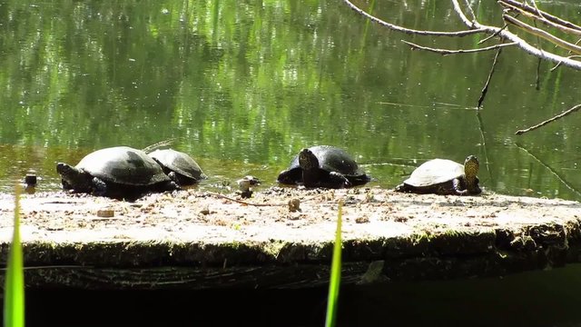 turtles sitting on a tree in water