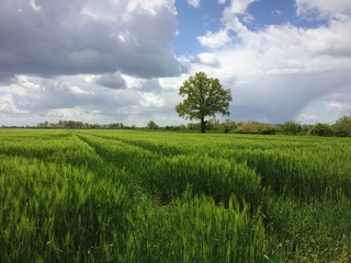 Einzelner Baum am Feldrand in Kellenhusen