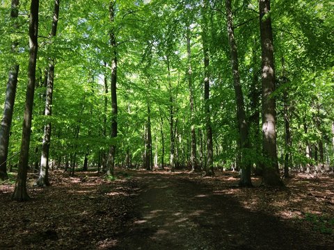 Wald mit gr&uuml;nem Dach Kellenhusen