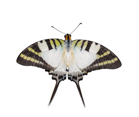 Isolated top view of five bar swordtail butterfly