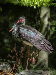 black stork - Ciconia nigra