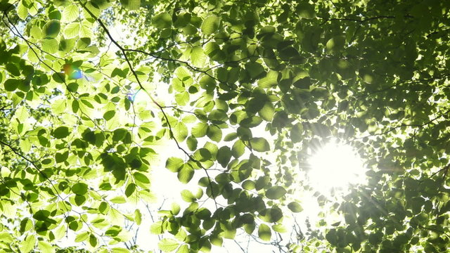 Sun shining through the branches of trees. Nature scene,