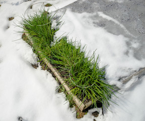 Chives - Allium schoenoprasum in snow after  spring snowfall