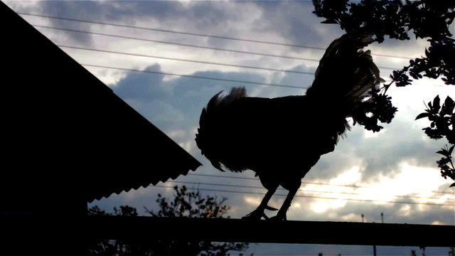 cock in the dark