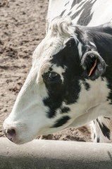 close-up of a Holstein Cow in a fence