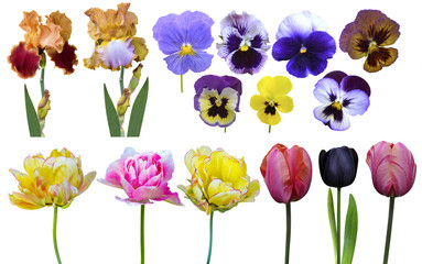 tulips irises pansies