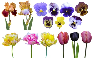 Papier Peint photo Pansies tulips irises pansies