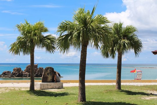 Okinawa Baby Palms