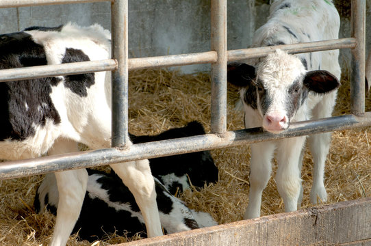 Portrait of calves lying in straw on farm