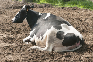 black and white cow lying in the enclosure of the farm