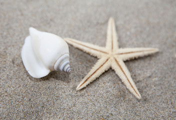 Obraz premium étoile de mer et coquillage sur le sable fin