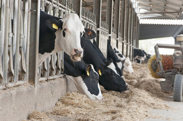 Dairy cows awaiting milking are eating in a modern farm in north