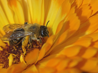 Honey bee (Apis mellifica) on pot marigold, 