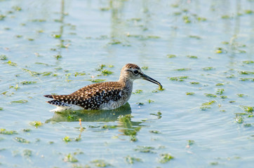 Sandpiper holding bug in beak