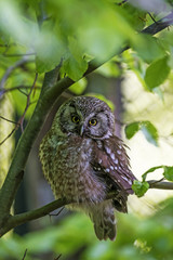 pygmy owl - Glaucidium passerinum