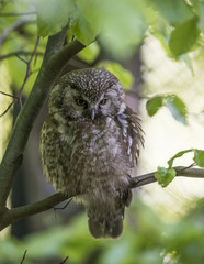pygmy owl - Glaucidium passerinum