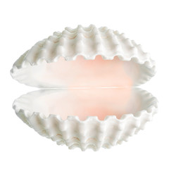 protection concept of open white cockleshell is isolated on whit