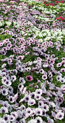 background potunia in the great greenhouse