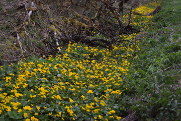 Sumpfdotterblume in Bachlauf
