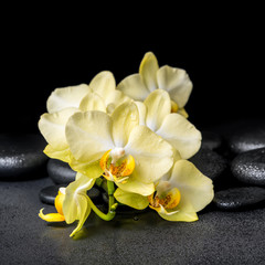 beautiful spa concept of blooming twig red orchid flower, phalae