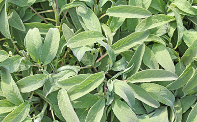 background of Sage Green in the grocery store