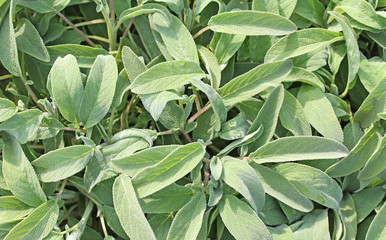 background of Sage Green in the grocery store