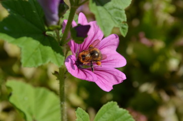 Пчела в цветке